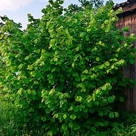 Truffle Tree - Hazel Kentish Cob