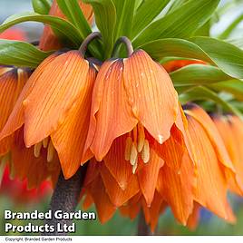 Fritillaria Orange Beauty