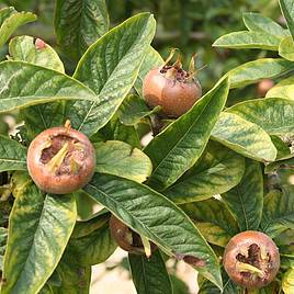 Common Medlar