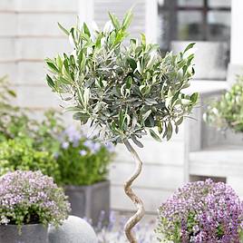 Olive Tree with Spiral Stem