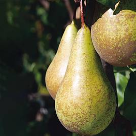 Pear Conference