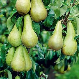 Pear Conference
