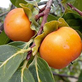 Persimmon Kaki