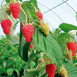 Raspberry Autumn Treasure (Autumn fruiting)