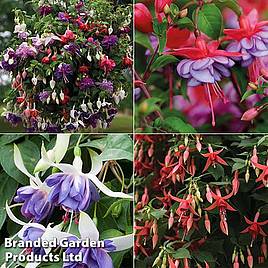 Nurserymans Choice Fuchsias