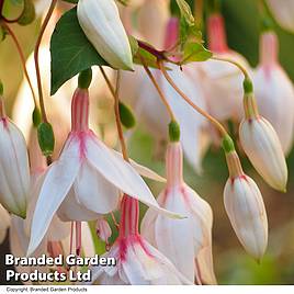 Fuchsia Annabel