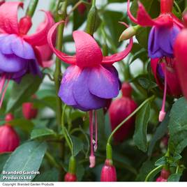 Fuchsia Army Nurse