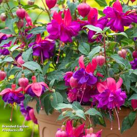Fuchsia Patio Dancers Jive