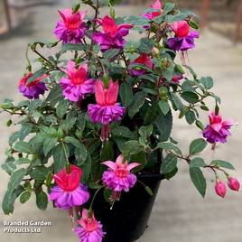 Fuchsia Patio Dancers Limbo
