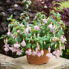 Fuchsia Patio Dancers Mambo