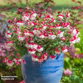 Fuchsia Patio Dancers Rumba