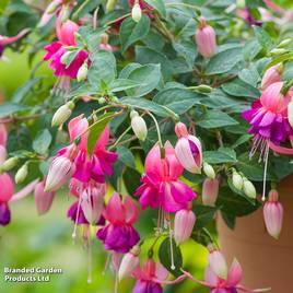 Fuchsia Patio Dancers Salsa