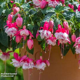 Fuchsia Patio Dancers Waltz