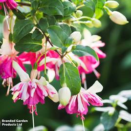 Fuchsia Flying Scotsman