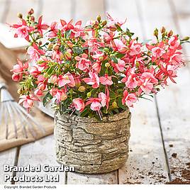 Fuchsia Fuchsita Candy