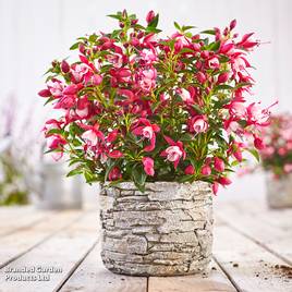 Fuchsia Fuchsita Carmine-White