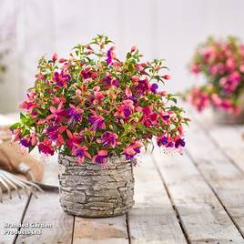Fuchsia Fuchsita Pink-Blue