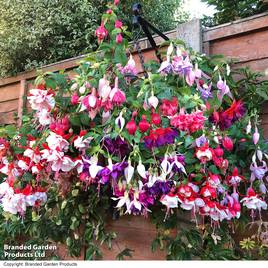 Fuchsia Giant-Flowered Collection