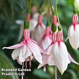 Fuchsia Happy Wedding Day