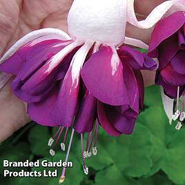 Fuchsia Giant Marbled Heri Mochara