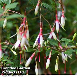 Fuchsia magellanica Arauco