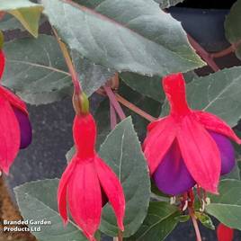 Fuchsia Mrs Popple