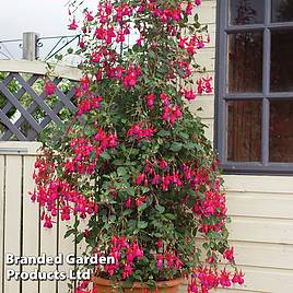 Fuchsia Pink Fizz (Hardy)