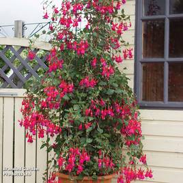 Fuchsia Pink Fizz (Hardy)