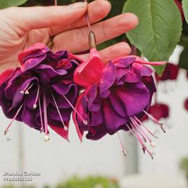 Fuchsia Purple Rain