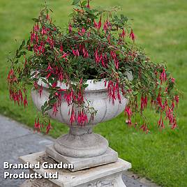 Fuchsia Riccartonii (Hardy)