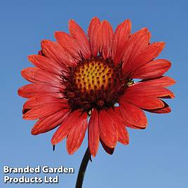 Gaillardia aristata Burgundy
