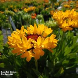 Gaillardia × grandiflora Fanfare Citronella