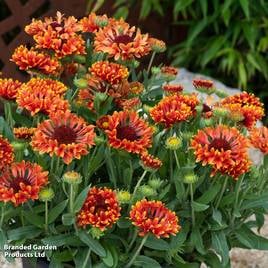 Gaillardia × grandiflora Fanfare Serenade
