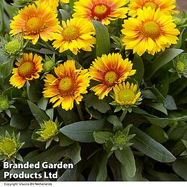 Gaillardia x grandiflora Arizona Apricot