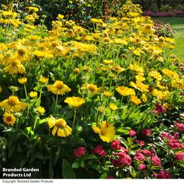 Gaillardia aristata Mesa Yellow