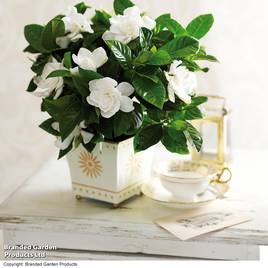 Gardenia Deluxe