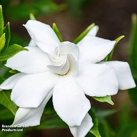 Gardenia jasminoides Double Mint