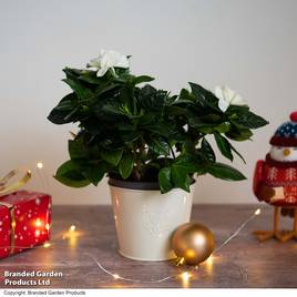 Gardenia Snowball