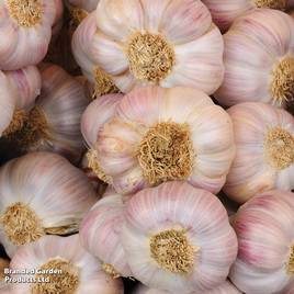 Garlic Carcassonne Wight (Spring/Autumn Planting)