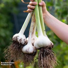 Elephant Garlic (Spring/Autumn Planting)