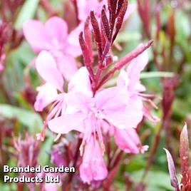 Gaura Belleza
