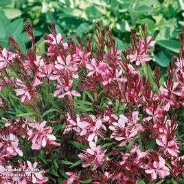 Gaura lindheimeri Cherry Brandy