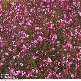 Gaura Baby Butterfly Dark Pink