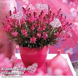 Gaura lindheimeri Gaudi Red