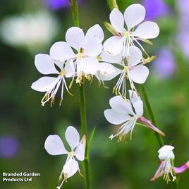 Gaura lindheimeri