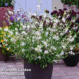Gaura lindheimeri Sparkle White