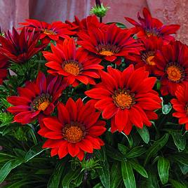 Gazania Red Shades