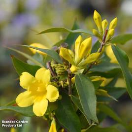 Gelsemium sempervirens