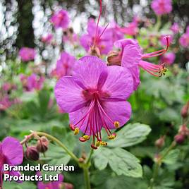 Geranium macrorrhizum Ingwersens Variety