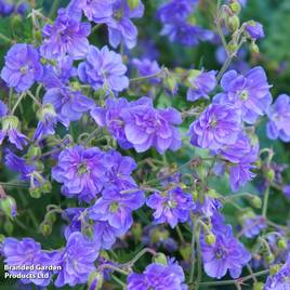 Geranium pratense Plenum Violaceum